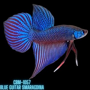 Blue Guitar Smaragdina Male Wild Betta (CBM-1057) BUY 4 GET 1 FREE MIX & MATCH