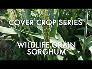Cover Crop Series: Wildlife Grain Sorghum