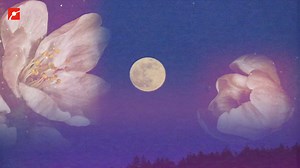 3.4K views · 48 reactions | Spring has OFFICIALLY arrived.  And with it, its first full moon. How do you plan to gaze at the Pink Moon? #pinkmoon #fullmoon #springblooms #wildflowers #springflowers #astronomy | Museum of Science, Boston | Facebook