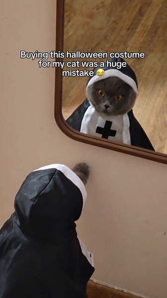 Funniest Halloween cat costume