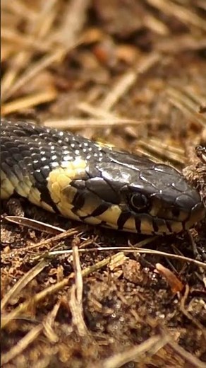 Amazing Snake Fact 😲 Snakes Sleep With Their Eyes Open | Animal Facts #shorts