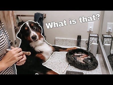 Life with a Bernese mountain dog! | Part Two