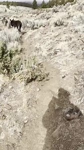 Five minutes with some wild burros at the water troughs 💙 So here’s another long video of me going on a walk with some donkeys. These gorgeous animals are the most misunderstood and under valued in the world. But we know they are the hidden treasures of the animal kingdom and how amazingly special they are. I enjoy time around them so so much and anytime I can I am out here hanging out with my long eared friends. Many of these are rescued from kill pens and livestock auctions or the BLM. They a