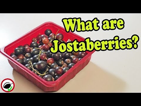Jostaberry Review (Gooseberry & Currant Hybrid) - Weird Fruit Explorer Ep. 337