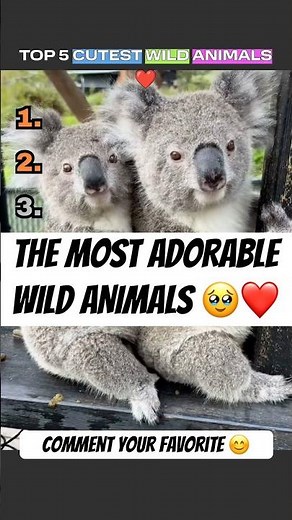 Top 5 Cutest Wild Animals #cuteanimals #cute #animals #animalshorts