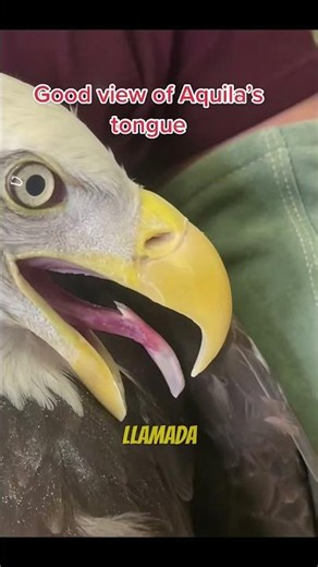Thorns on the tongue: the eagle's brutal trick