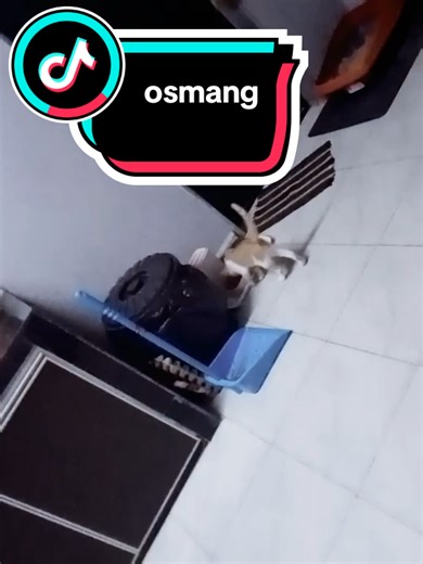 flyingcrocodile (@flyingcrocodile8)’s videos with Mochi Cat - Dalkom Sounds