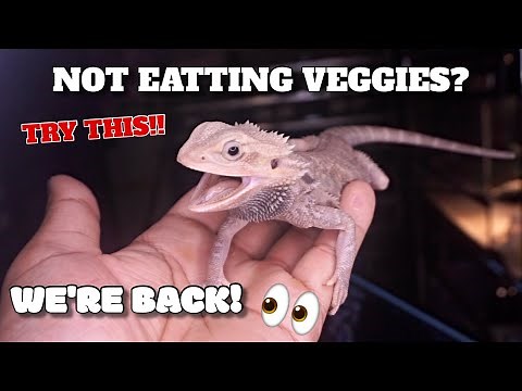 Secrets On How To Get Your Bearded Dragons To Eat Veggies! We're Back!