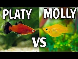 How do you telldifference between molly and platy fish | Difference between molly and platy fish.