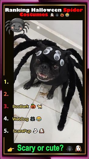 Funniest Dogs in Halloween Spider Costumes Ranked! 🐶🕷️🎃😂 #FunnyAnimals #CutePets #FurballFunnies