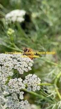 Honey Bees Collecting Sweet Nectar From Blooming Flowers