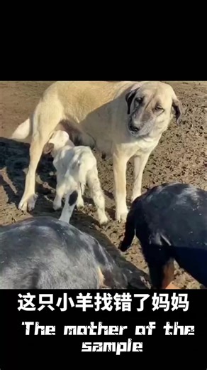 😂😂😂#dog #sheep #fyp #pet | dogs