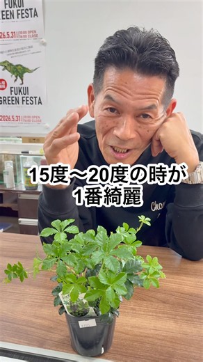 【シュガーパイン】置く場所や管理方法 #シュガーパイン