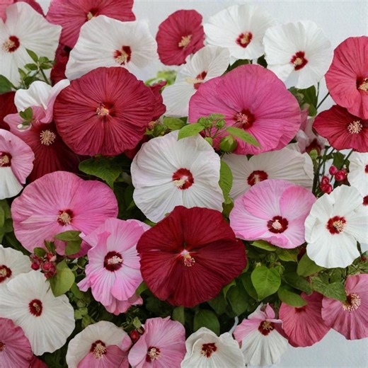 Hibiscus Luna Mix Seeds Hardy Flower Large Blooms Flowers Grown 25 Seeds - Etsy