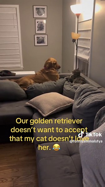 Cat and Dog Friendship Moments That Will Melt Your Heart
