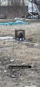 🚨 JUST RESCUED – PREGNANT & ABANDONED FOR TWO YEARS 🚨 For two long years, Bella has been surviving on the streets of Detroit, abandoned by the family she once trusted. Left to fend for herself through brutal winters and scorching summers, she found shelter wherever she could—sometimes in a kind stranger’s basement (who would leave her side door open for her to enter- where she’d sleep on a pile of blankets before disappearing by morning and never allowing her to come in contact). Always alone.