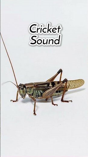 Cricket Insect Sound Effect 🦗 | Night Cricket Chirping SFX #cricketchirping