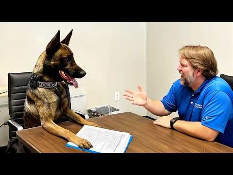 When Your Dog Starts to Imitate You 😂 Funny Dog and Human Moments