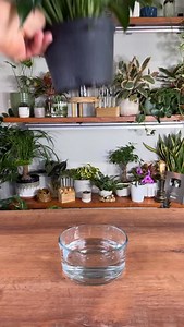 Spath to water. 1. Start by using a healthy Spath. Make sure that the plant does not have root rot. 2. Remove the pot from the plant and gently start to remove all the soil from the rootball. 3. After taking most of the soil off, get the rest of it off by placing the plant over a bowl or taking it outside under a hose, and gently run water over the roots to remove any remaining soil that the roots may have. 4. Take a vase and your favorite pebbles or beads and fill the bottom half of the vase wi