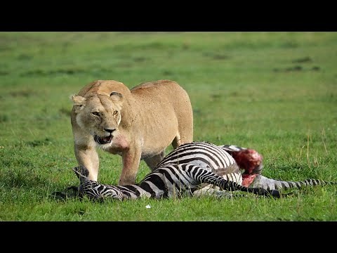 Lion Attack And Eats Zebra In The Wild