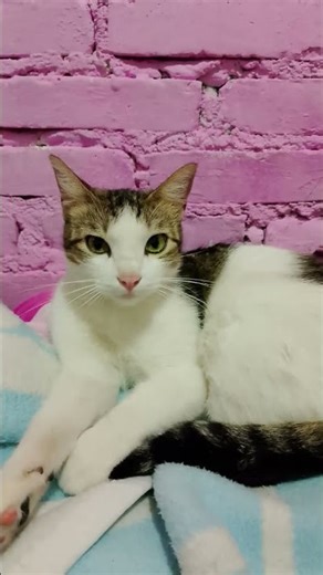 mi Stitch bebe ♥️😍💖🐾