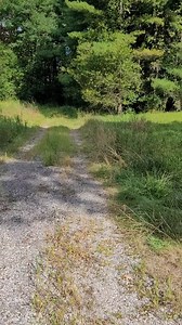 Cabin In The Woods, Literally! #realestate #Ohio #home #forest #outdoors #horror #movie #walking #investment | Property Recovery Agent