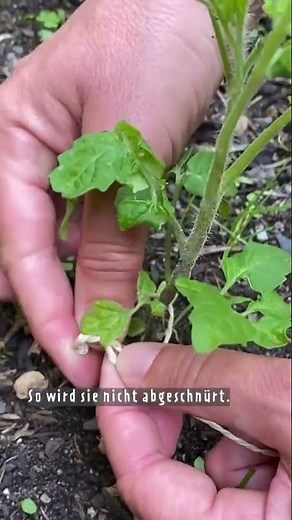 Tomaten hochbinden #gartentipp