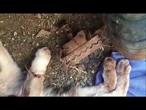 Cat rescued after suspected case of animal cruelty