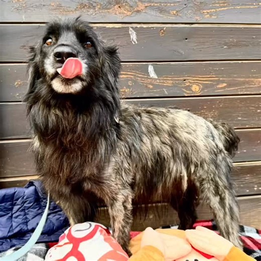 Dogs Behind Bars on Reels