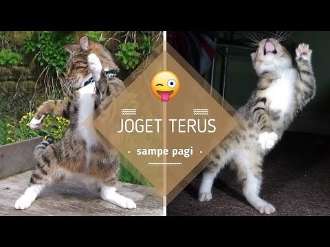 KUCING JOGET LUCU BIKIN NGAKAK