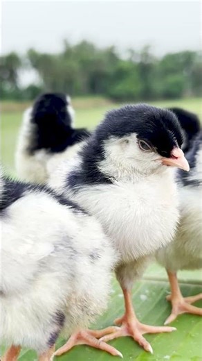 COLOR CHICKS: Kolor Chicks Chirping | MURGI CHICKS