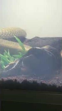 snake vs snake | King Cobra vs reticulated python