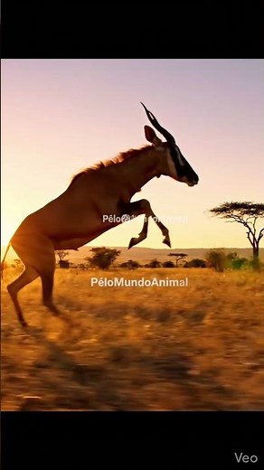 🦌⚡ Tsessebe: The Sprinter Antelope of the African Savanna