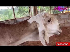 SUDANESE Sheep Breed. Farming In Africa Ghana