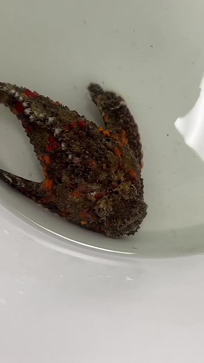 Unique Store Fish Highlights from Discover Aquatics in Northern Kentucky