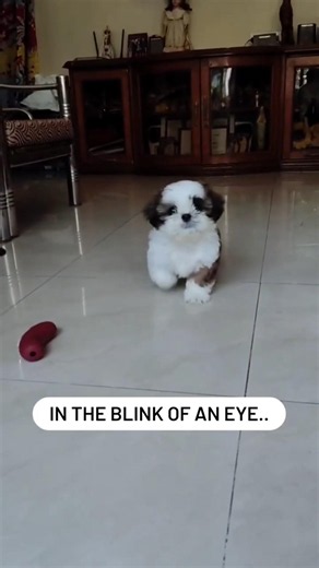 THEY GROW UP SO FAST! 🥹💕 Shihtzu Transformation #dog #shihtzu cute pet puppy to dog growth
