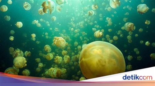 Bagaimana Cara Ubur-ubur Berkembang Biak? Ini Penjelasan Prosesnya