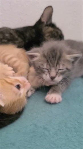 Sleepy Kittens Snuggle on Blanket With Mom #cozy #kittens #cute