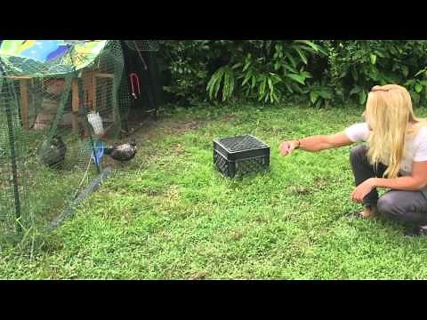 Training a chicken to jump on my arm