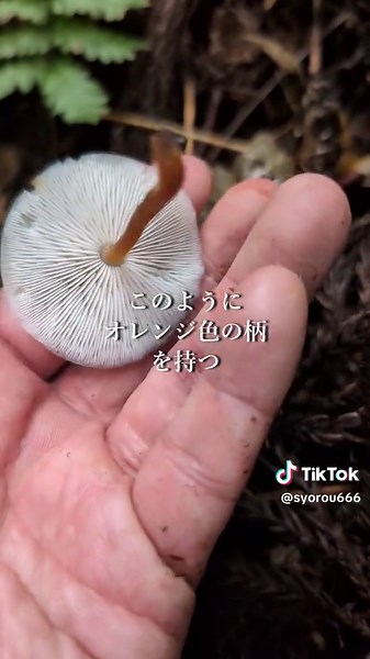 毒のスギヒラタケと食のスギエダタケの違いを解説 #きのこ #毒きのこ #違い #解説 #スギヒラタケ #スギエダタケ