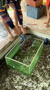 39K views · 171 reactions | Thousands fish  #asfarmingph #amjefarm #hitopampanga #farmph #farmingph #fishfarm #Hito | As Farming Philippines | Facebook