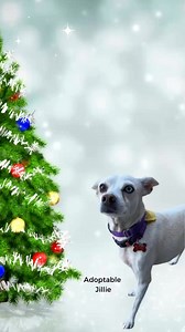 19 reactions | Merry Christmas from Second Chance Dog Rescue ❤️Visit our website to view bios for adoptable dogs, read about our fostering program, and donate today! Secondchancedogrescue.org#Christmas #dogs #foster #adopt #donate #volunteer #adoptabledogs #adoptable #SecondChanceDogRescueSanDiego #secondchancedogrescue #sandiego | Second Chance Dog Rescue, San Diego, California | Facebook