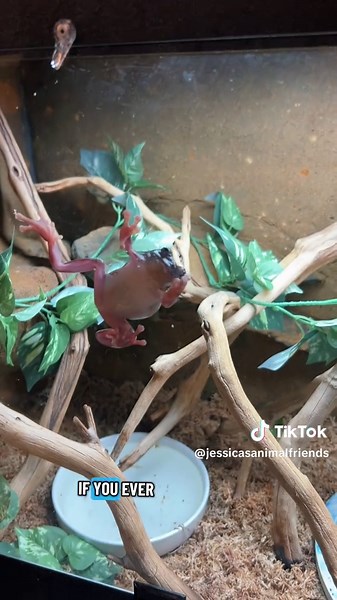 Should I Give My Pet Frog a Snack?