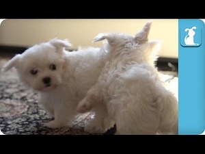 Super Slow Motion Maltese Puppies Playing - Puppy Love