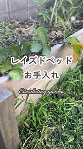 “畑”から“レイズドベッド”へ 庭のリセットとともに“畑ゾーン”なくしました。 代わりに設置したのはレイズドベッド。 レイズドベッドとは、地面よりも高い場所に作った植栽スペースのこと。 《レイズドベッドのメリット》 ・排水や風通しがよくなり、野菜が元気に育つ ・高さが出るため作業がしやすい ・地面から離れているため、一部の虫が付きにくくなる（虫がつかないわけではありません） 瀕死だったレモンもエバーフレッシュもレイズドベッドに植えたらみるみる元気になっていきました。 《デメリット》 ・設置の手間と費用 ・木製は朽ちやすく、メンテナンスが必要 ・土壌再生に人の手が必要 着物用衣装ケースを活用して作ったミニレイズドベッドは、たった一年でボロボロに💦 秋になったら補修しようと思っています。 庭のリセット時に作ってもらったレイズドベッドは、ハードウッドで作られているのでビクともしません。 ハードウッドはアマゾンジャラ・ウリン・セランガンバツなど、繊維が密な特質のある木材で、材質やメンテナンスにより差はあるものの、耐久性は通常の木材が5〜10年、ハードウッドは20〜30年と倍以上です。 デメリ