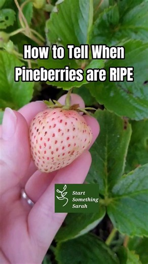 How to Tell When Pineberries are Ripe - They will have RED seeds all over! #harvest #gardening