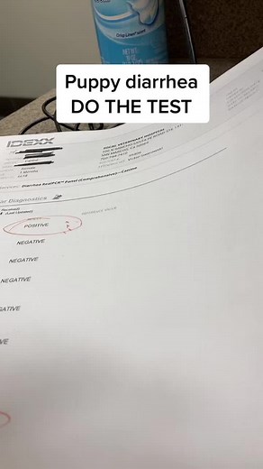 Puppy Diarrhea: Causes, Testing, and Treatment