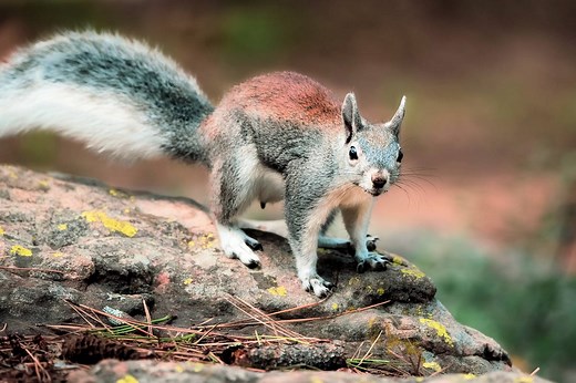 ▷ Ardilla » Características, Alimentación, Hábitat, Reproducción, Depredadores