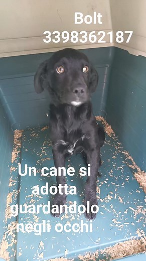 40 reactions · 47 shares | Per info 339 83 62 187 solo whatsapp Frosinone Bolt, 3 mesi, taglia piccola . Adozione solo per chi è disposto a venire a prenderlo di persona , | Adotta un cucciolo Frosinone | Facebook