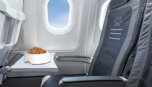 Pet Travel in 2026: Is It Still Worth the Cost?
